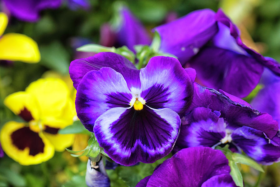 Pansy Face Photograph by John Hoey