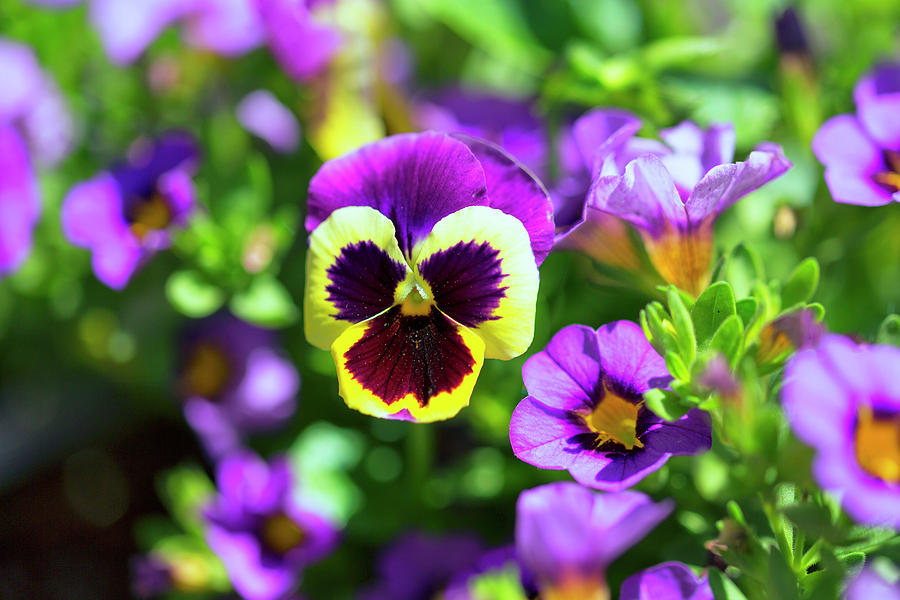 Pansy Face Photograph by Nancy Dunivin