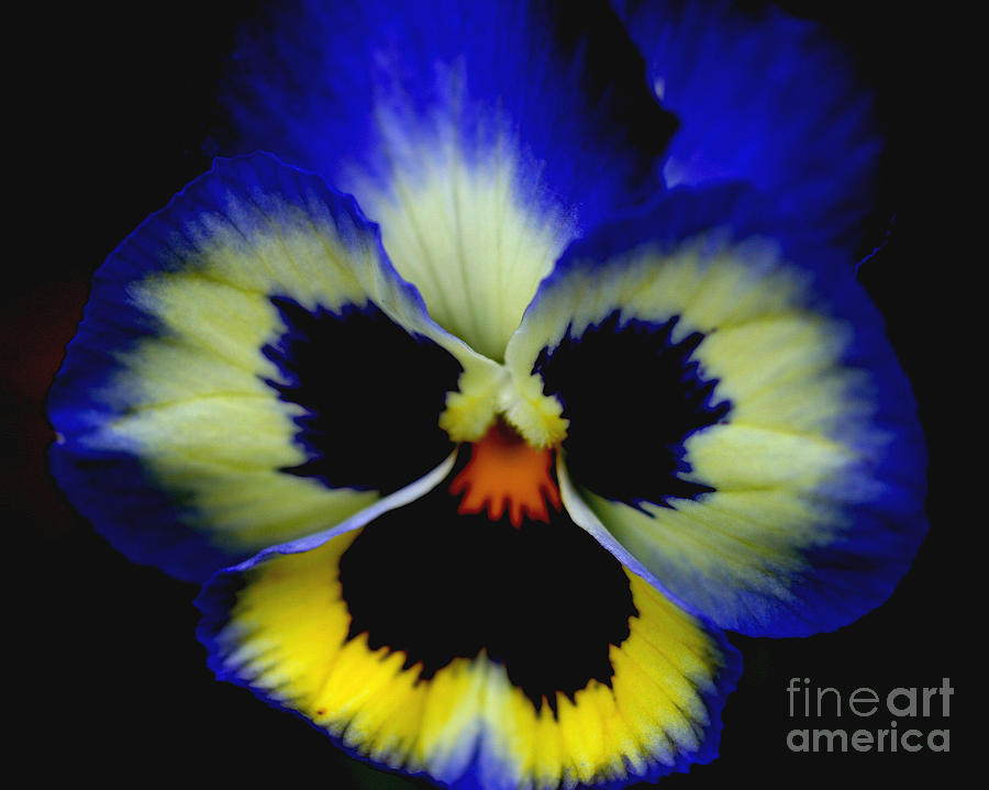Pansy Face Photograph by Smilin Eyes Treasures