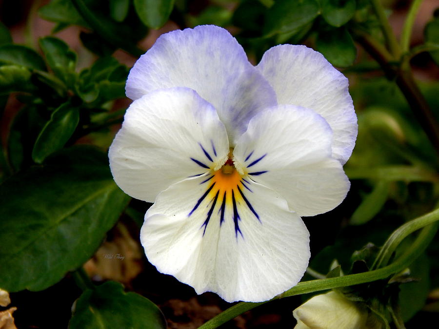 Pansy Face Photograph by Wild Thing