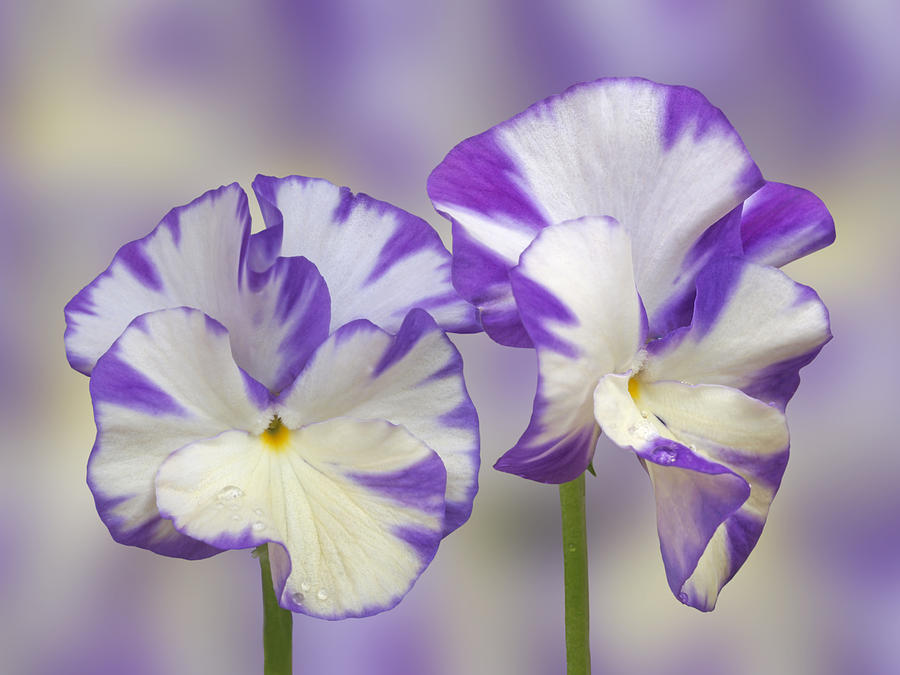 Pansy Faces Photograph by Gill Billington