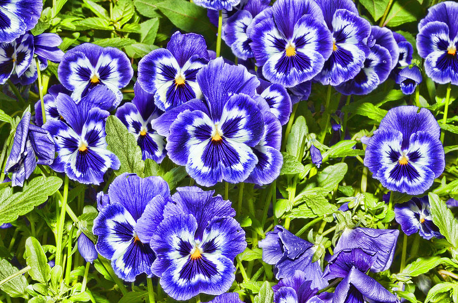 Pansy Faces Photograph by Lawrence Christopher