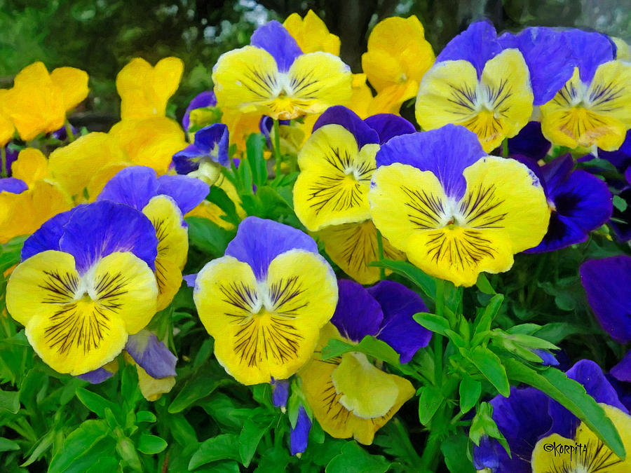 Pansy Faces - Spring Flowers Painting by Rebecca Korpita