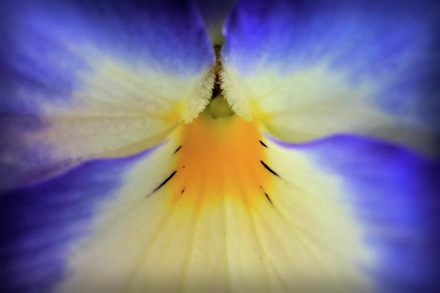 Pansy flower close up Photograph by Lilia S
