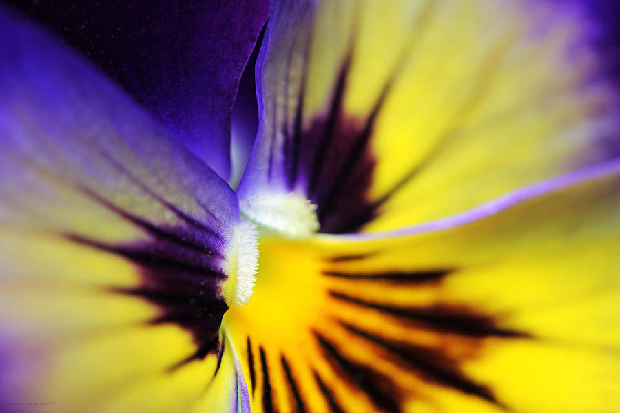 Pansy Flower in Macro Photograph by Jennie Marie Schell