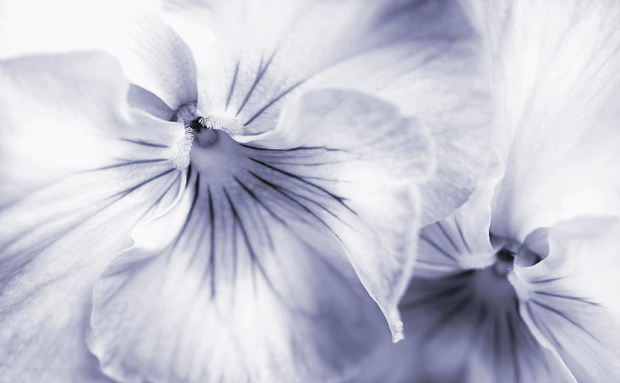 Pansy Flower Lavender White Photograph by Jennie Marie Schell