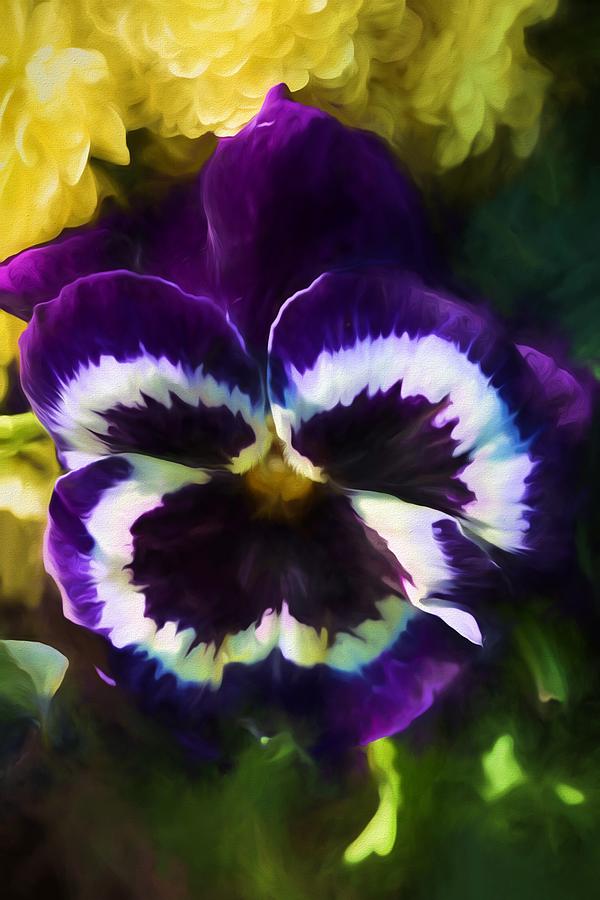 Pansy flower Digital Art by Lilia D