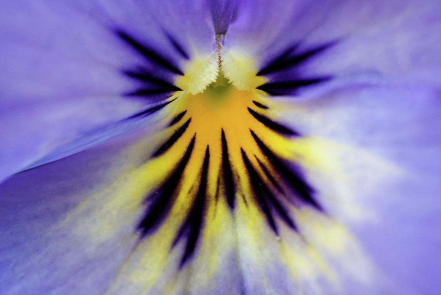 Pansy flower macro Photograph by Lilia S