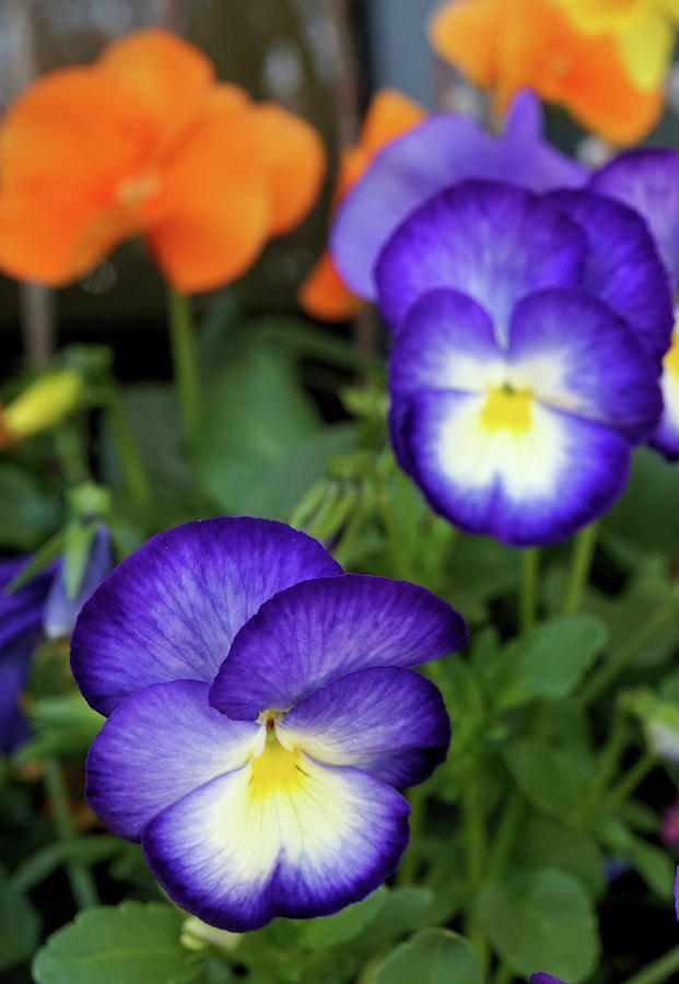 Pansy Flowers Photograph by Lilia S