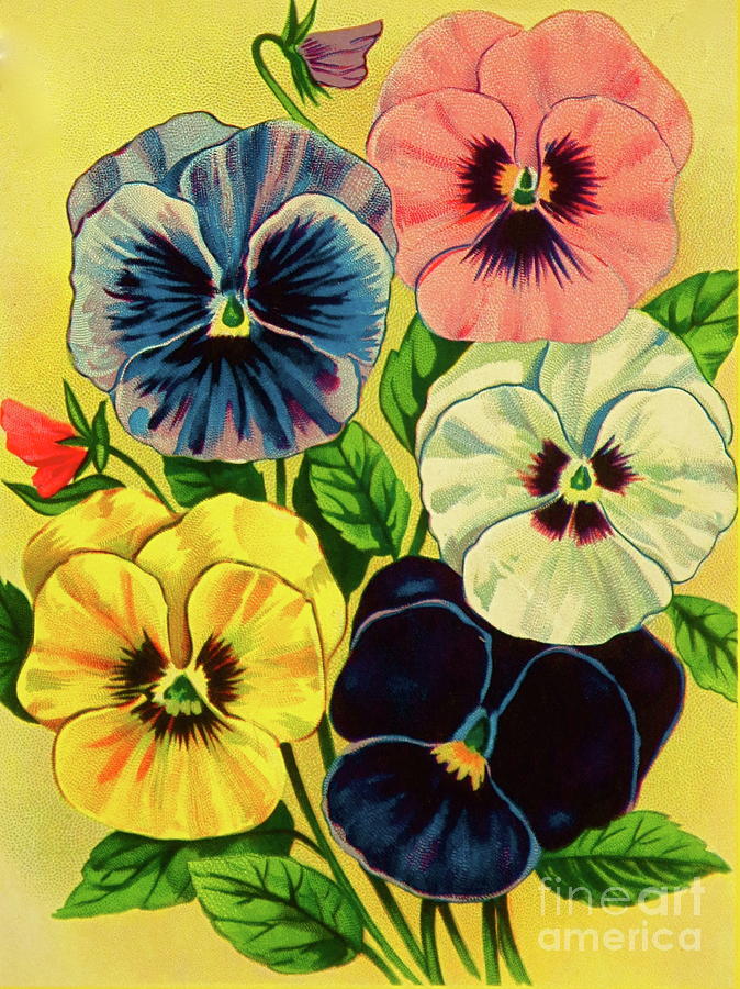 Pansy Flowers Print Photograph by Robert Birkenes
