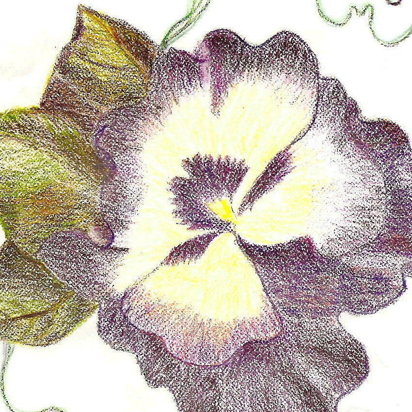 Pansy Drawing - Pansy Girl by Anne-Elizabeth Whiteway