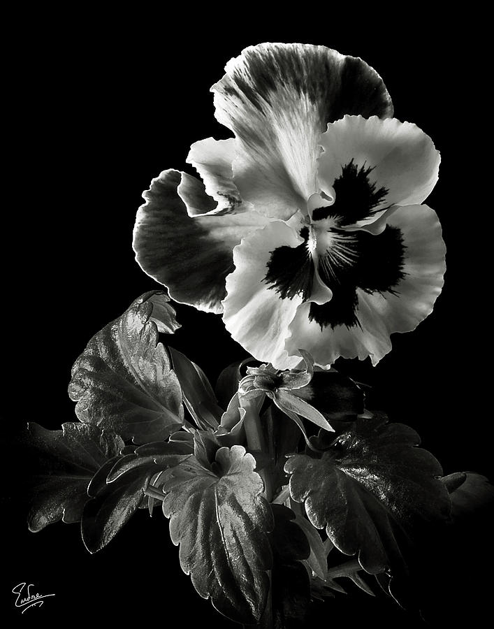 Flower Photograph - Pansy in Black and White by Endre Balogh