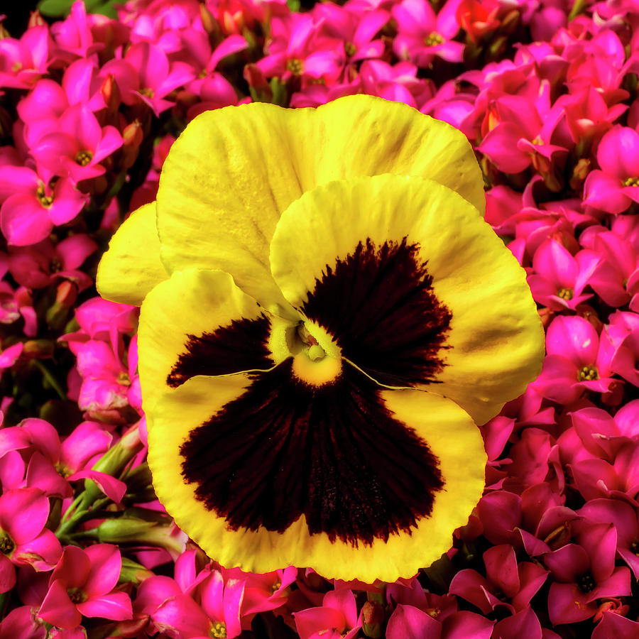 Pansy In The Kalanchoe Flowers Photograph by Garry Gay