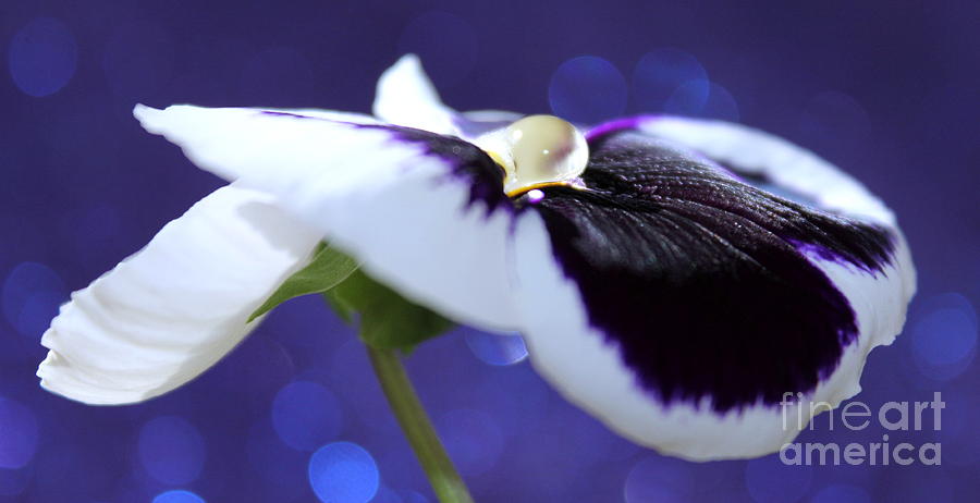 Flower Photograph - Pansy Jewel by Krissy Katsimbras
