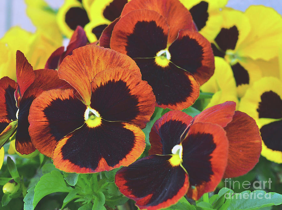 Pansy Joy Photograph by Debby Pueschel