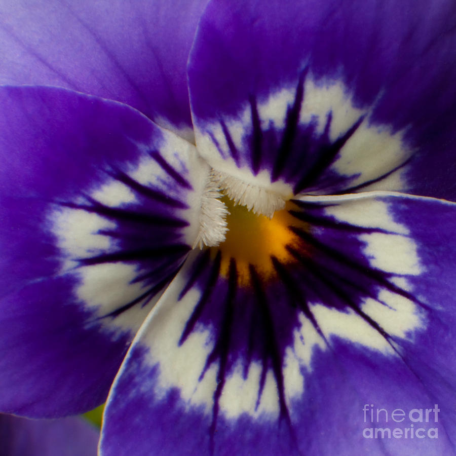 Fne Photograph - Pansy by Michael Herb