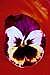 Pansy Photograph - Pansy On Red by Shirley Sacks Pansy Photograph - Pansy On Red by Shirley Sacks