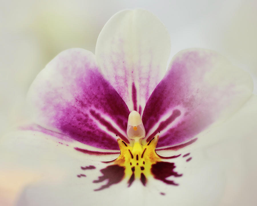 Pansy Orchid Photograph by Carol Eade