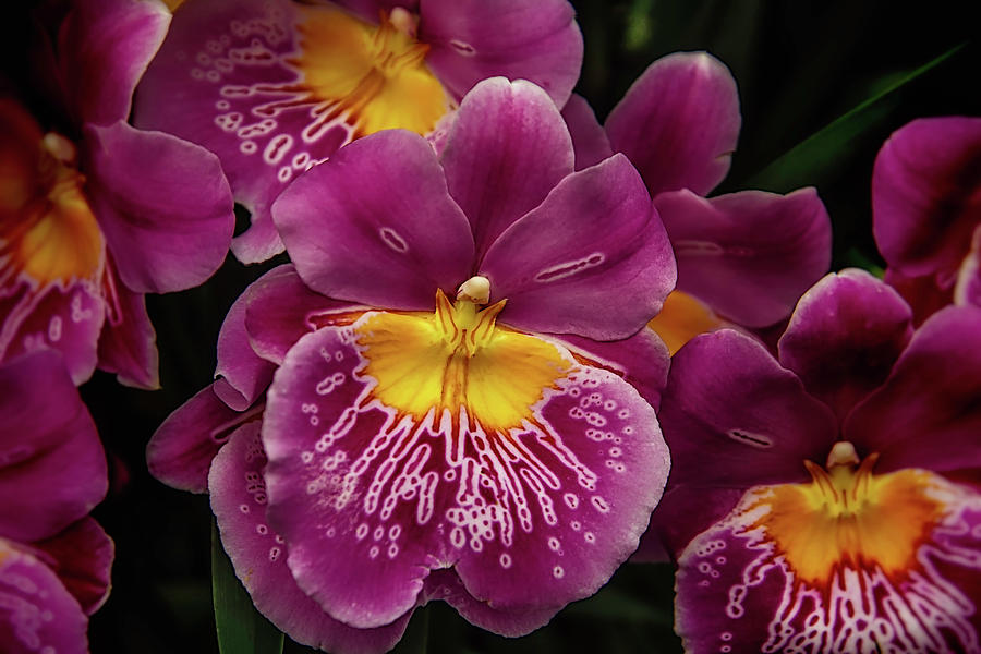 Orchid Photograph - Pansy Orchid by Garry Gay