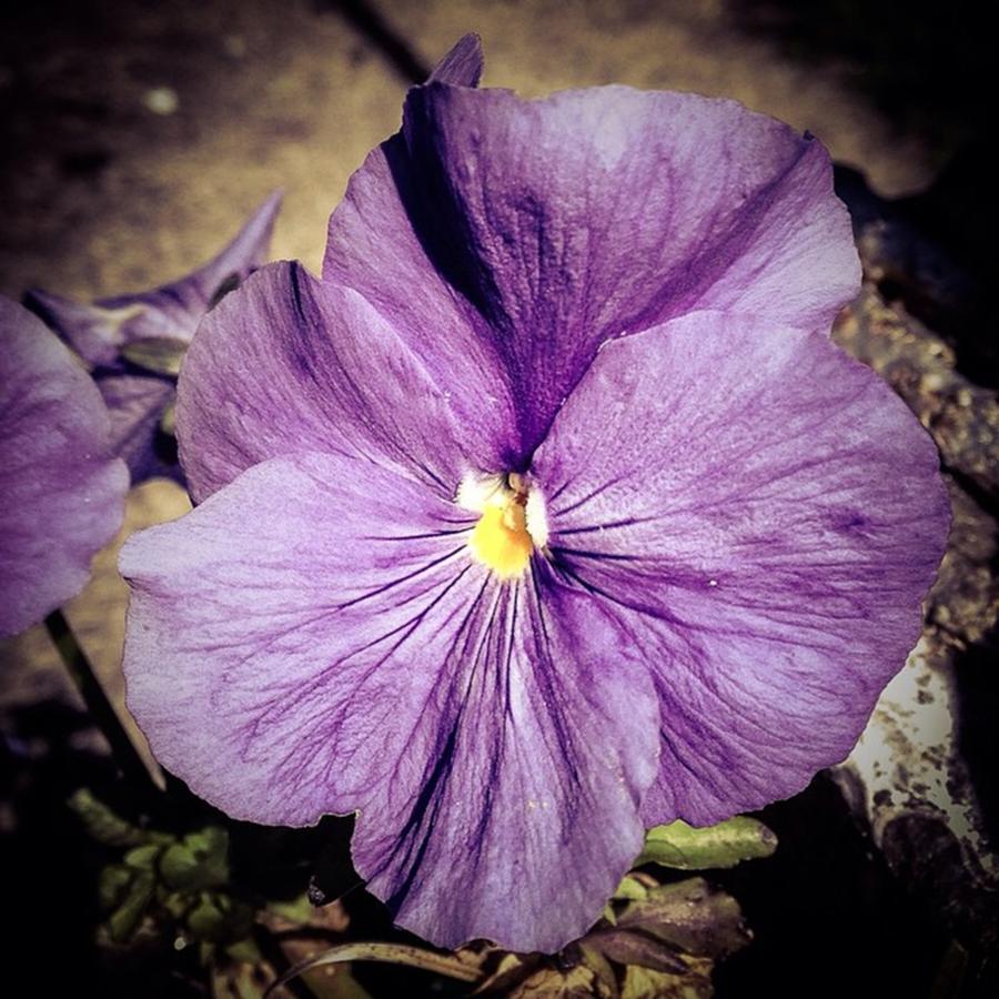 Nature Photograph - #pansy #pansies #purple #delicate by Sam Stratton