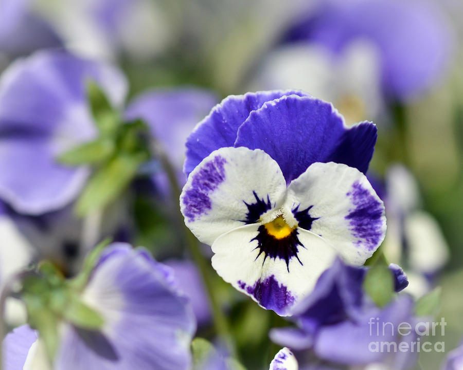 Pansy Passion Photograph by Kerri Farley