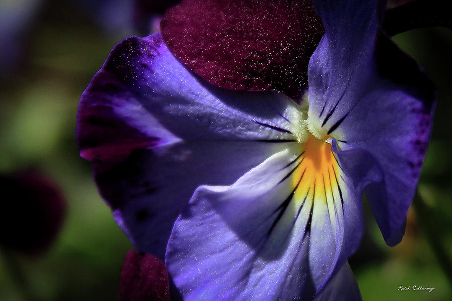 Pansy Purple Pollen Flower Art Photograph by Reid Callaway