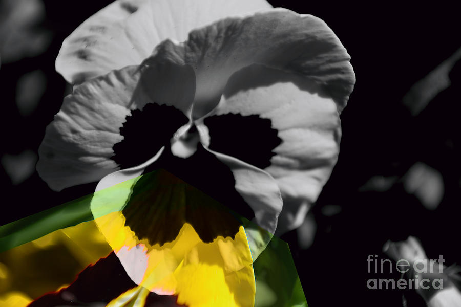 Pansy Shades of Grey Photograph by Elaine Hunter