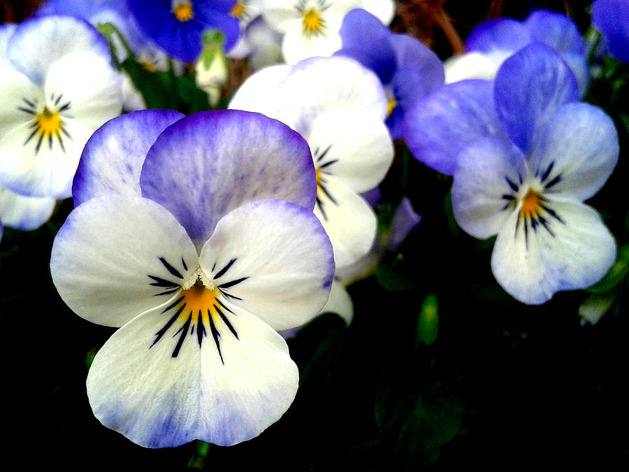 Pansy Spring Awakening In New Orleans Photograph