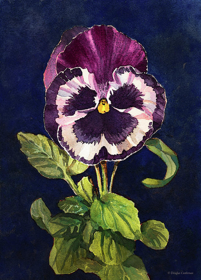 Pansy Study Painting by Douglas Castleman