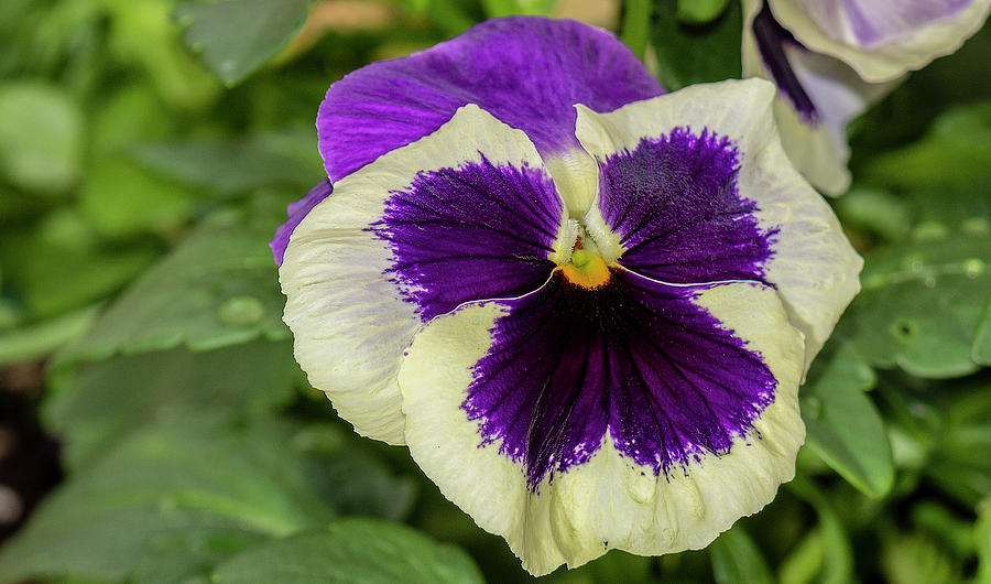 Pansy Photograph by Timothy Anable