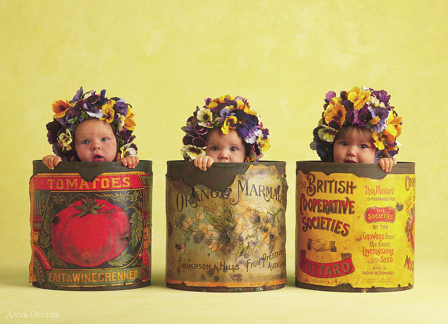 Pansy Photograph - Pansy Tins by Anne Geddes
