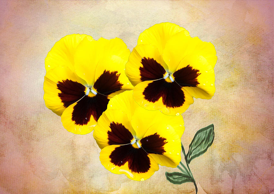 Flower Digital Art - Pansy Trio by Phyllis Taylor
