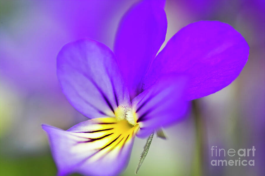 Nature Photograph - Pansy violet by Heiko Koehrer-Wagner