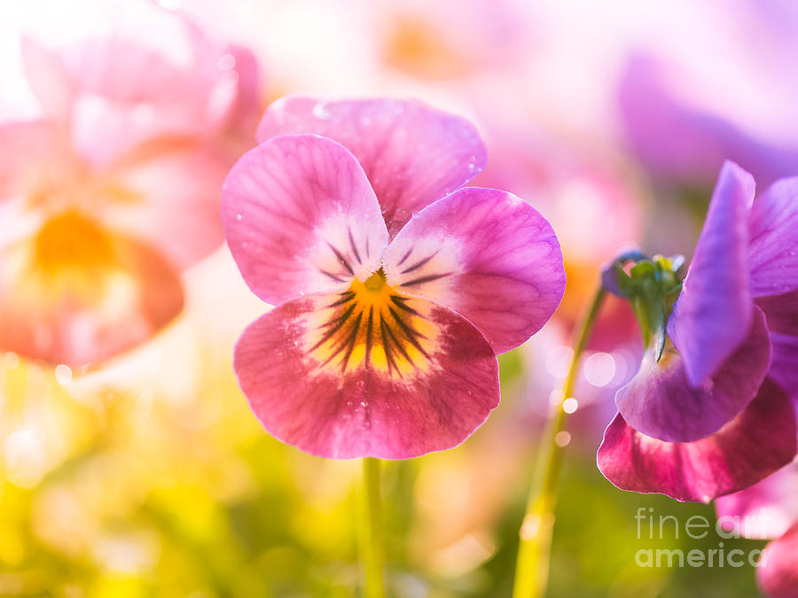 Spring Photograph - Pansy by Wei-San Ooi