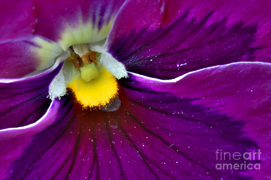 Pansy with Pollen Photograph by Martyn Arnold