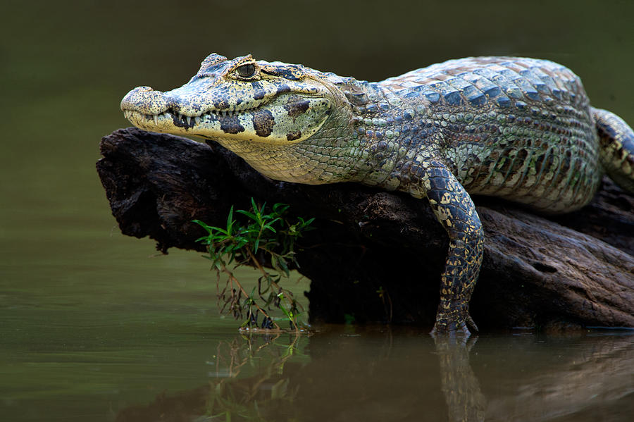 Alligator Photograph - Pantanal Caiman On Wood, Pantanal by Panoramic Images