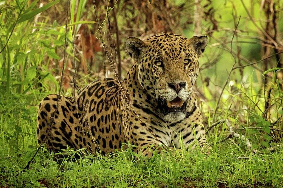 Pantanal Jaguar Resting Photograph by Steven Upton