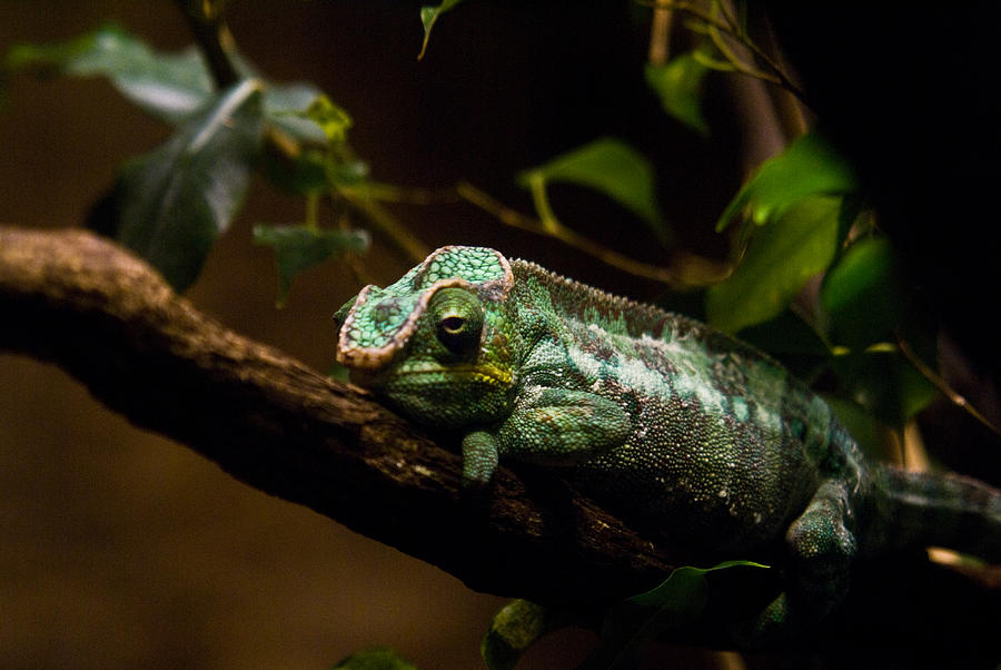 Panther Photograph - Panther Chameleon 1 by Douglas Barnett