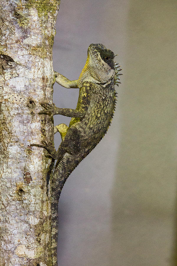 Panther Chameleon Photograph by Allan Morrison