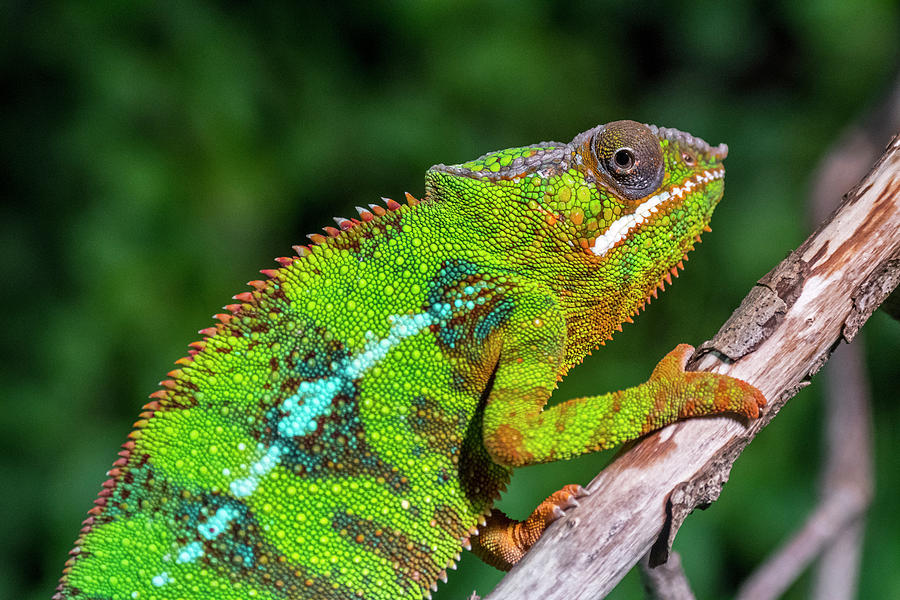 Panther Chameleon Photograph by Arterra Picture Library