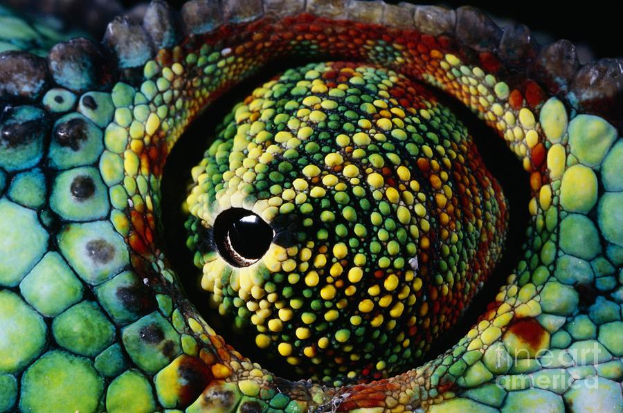 Panther Chameleon Eye Photograph by Daniel Heuclin and Photo Researchers