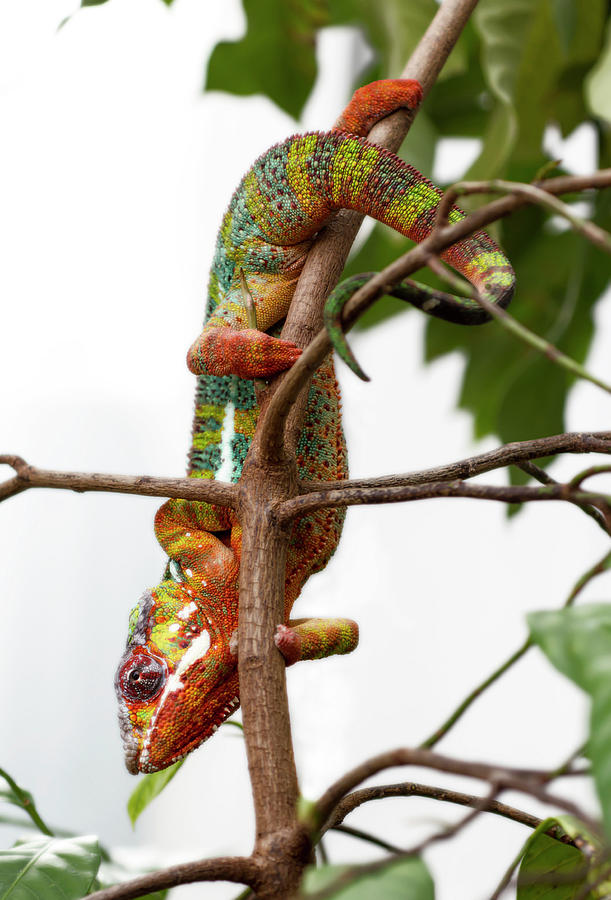 Panther Chameleon Hanging Around Photograph by Tracy Winter