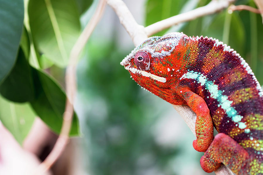 Panther Chameleon Keeping Watch Photograph by Tracy Winter