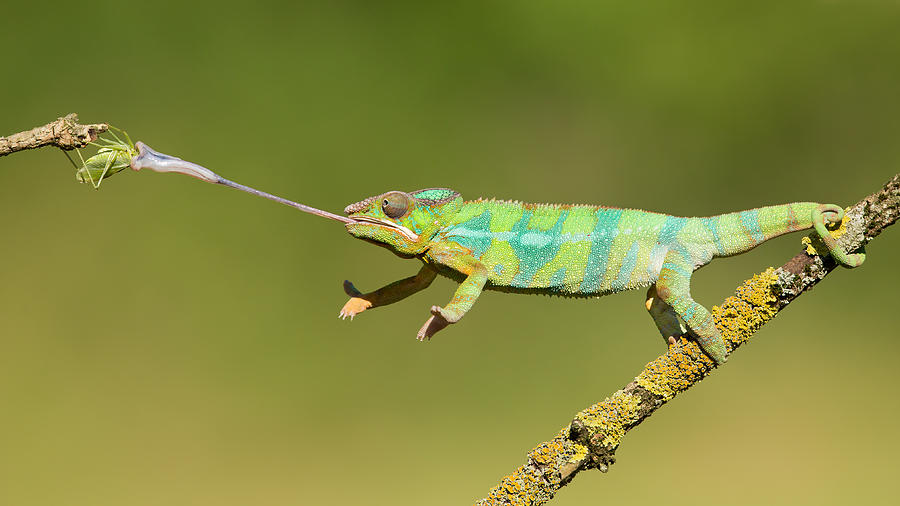 Grasshopper Photograph - Panther Chameleon by Milan Zygmunt