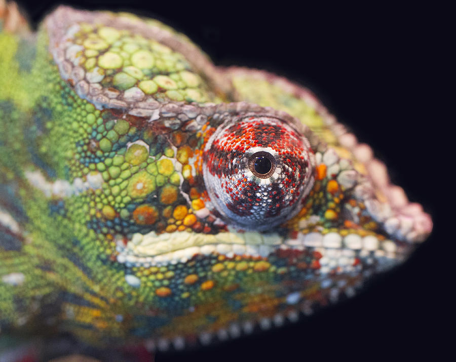 Panther Chameleon  Photograph by Nathan Rupert