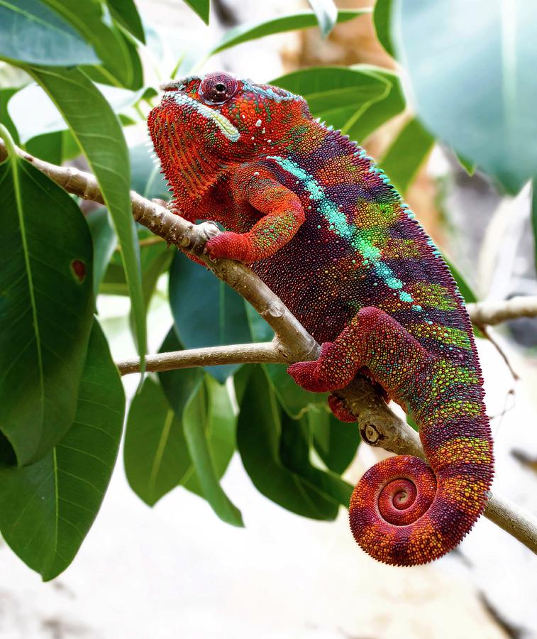 Panther Chameleon Showing Off Photograph by Tracy Winter