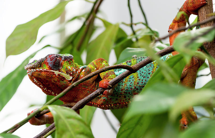Panther Chameleon Photograph by Tracy Winter