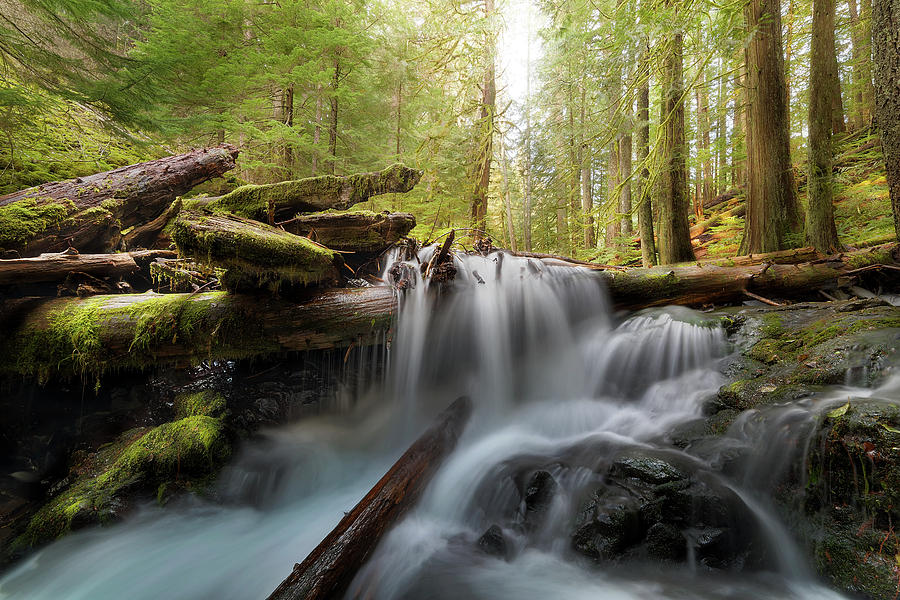 Panther Creek in Gifford Pinchot National Forest Photograph by David Gn