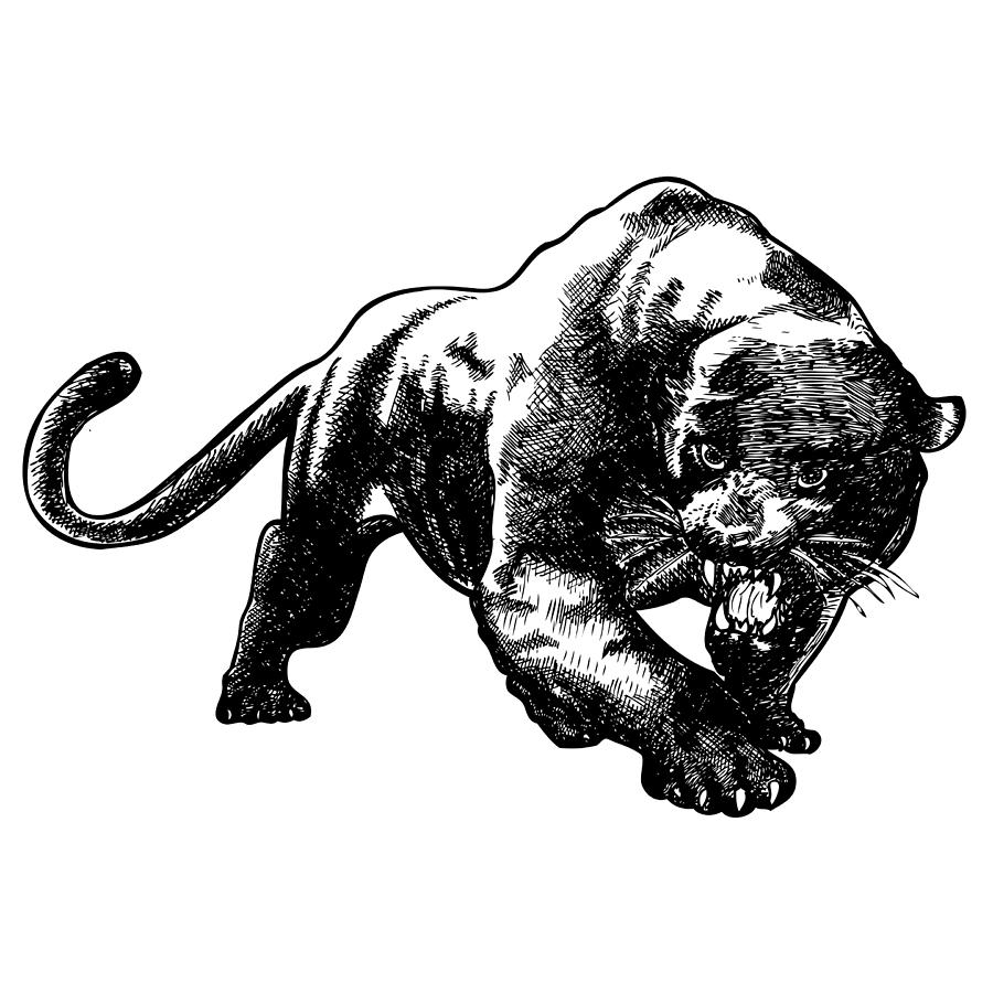 Panther Drawing by Karl Addison
