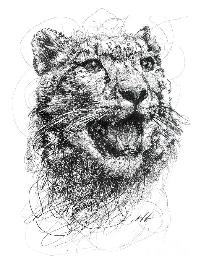 Wildlife Drawing - Leopard by Michael Volpicelli